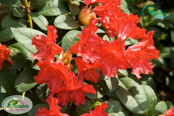 Rhododendron repens Bad Eilsen